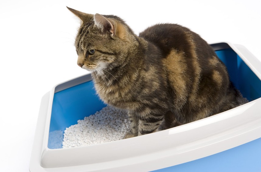 Лечение мочекаменной болезни у кошек/котов