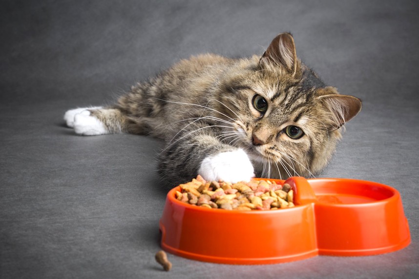 Корм для кошек при мочекаменной болезни - читайте новую статью на сайте  Хвостатый ру