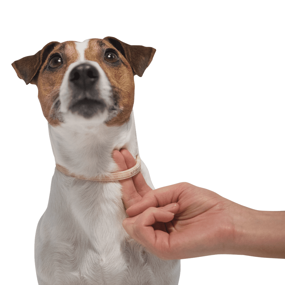 Bayer Килтикс ошейник для собак от клещей и блох 35 см.. Фото №5