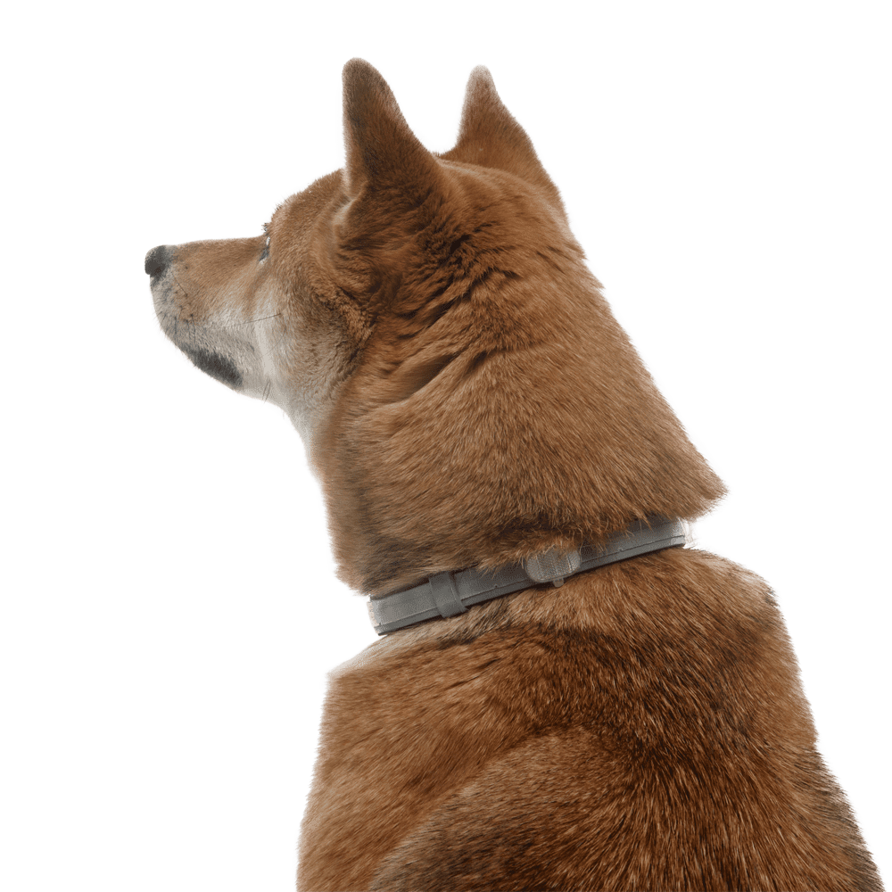 Bayer Форесто ошейник для собак от клещей и блох (более 8 кг). Фото №7