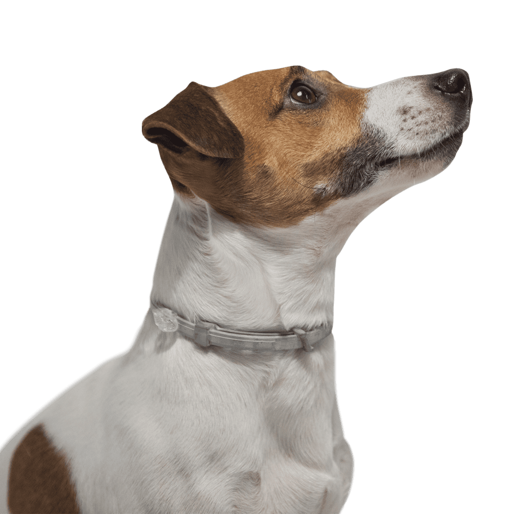 Bayer Форесто ошейник для собак от клещей и блох (менее 8 кг). Фото №6