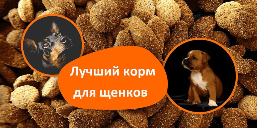 Лучший корм для щенков — статьи о правильном питании домашних животных