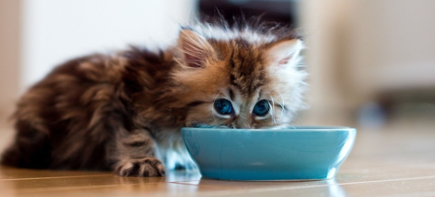 Подробная статья о том, как выбрать правильный корм для котят, на чем  заострить внимание и не ошибиться с выбором.